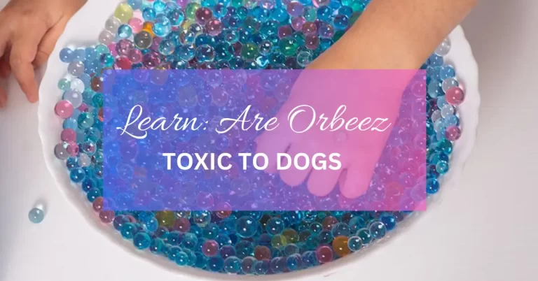 Are Orbeez Toxic to Dogs: Understanding the Potential Toxicity