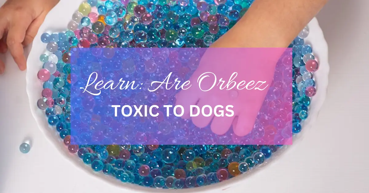 Are Orbeez Toxic to Dogs