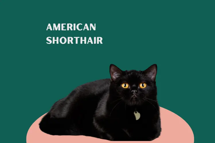 American Shorthair