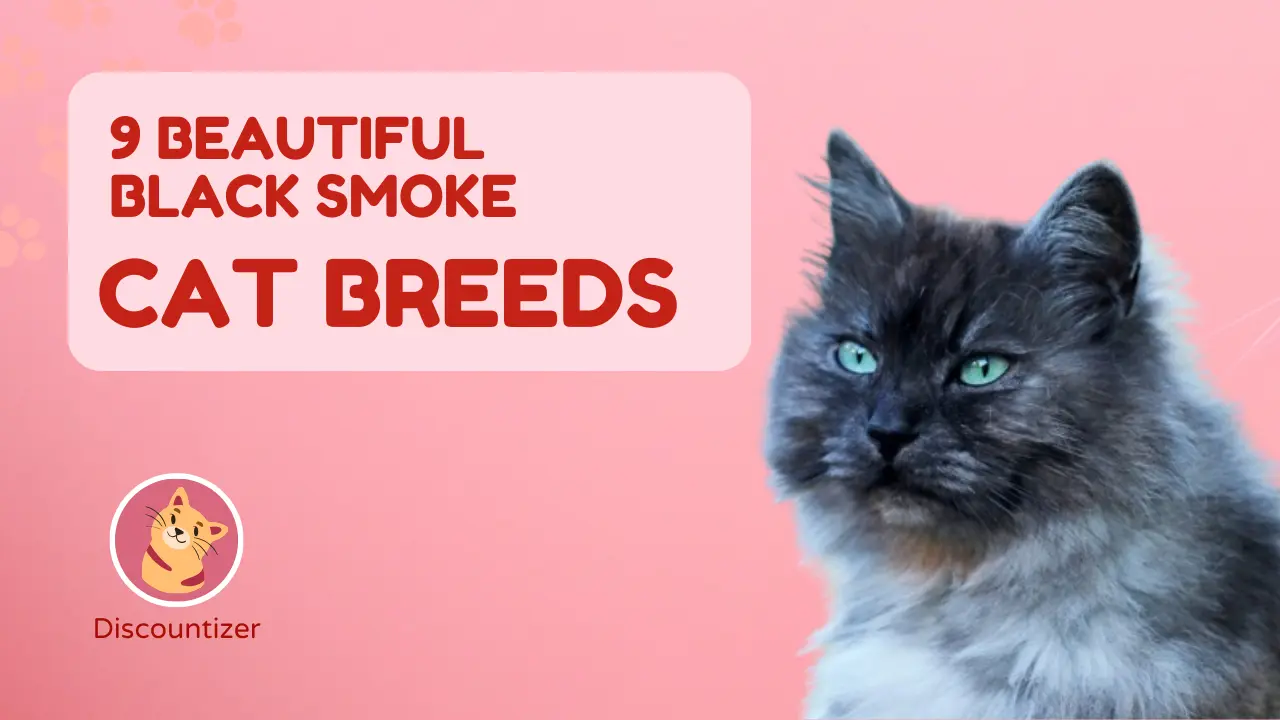 Beautiful Black Smoke Cat Breeds