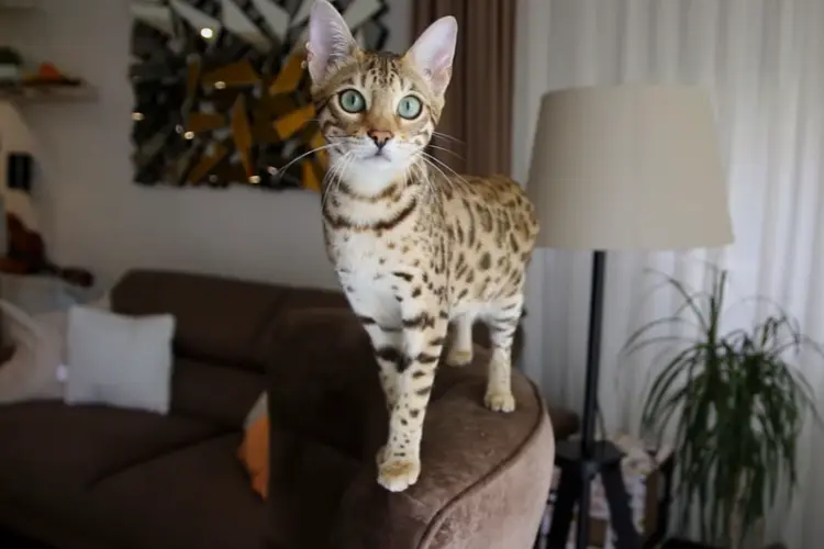 Bengal