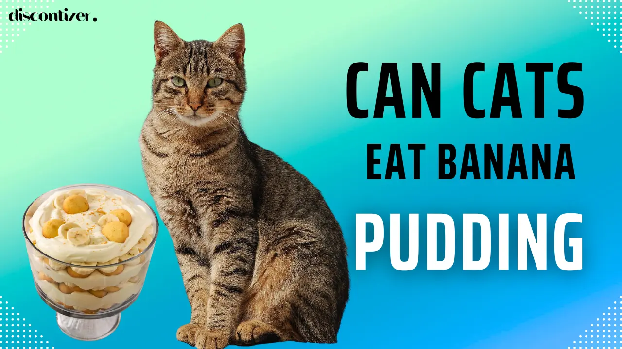 Can Cats Eat Banana Pudding