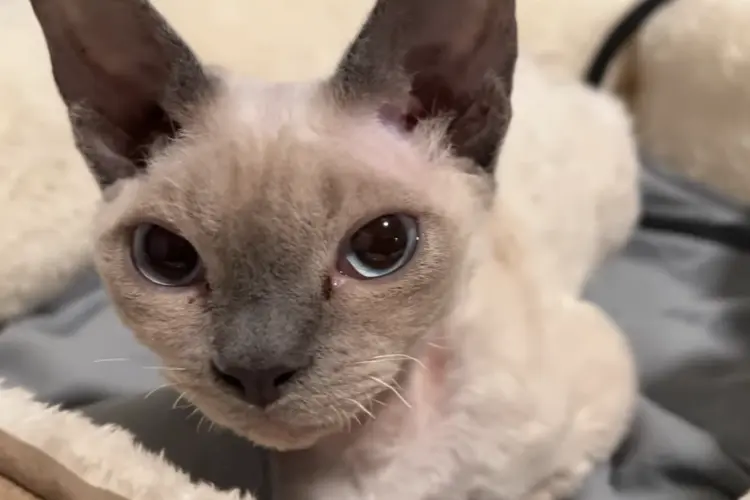 Devon Rex