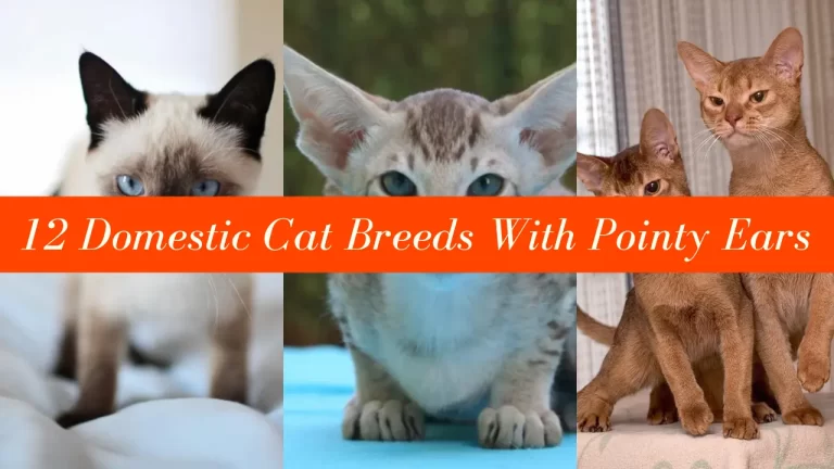 12 Domestic Cat Breeds With Pointy Ears