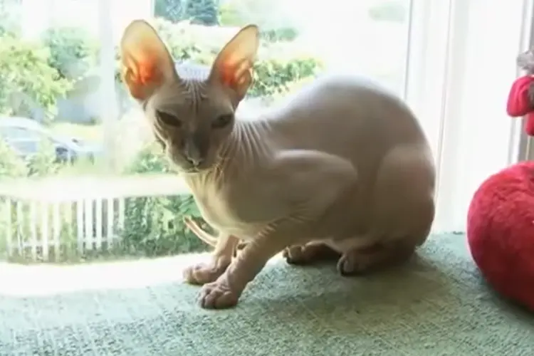 Peterbald