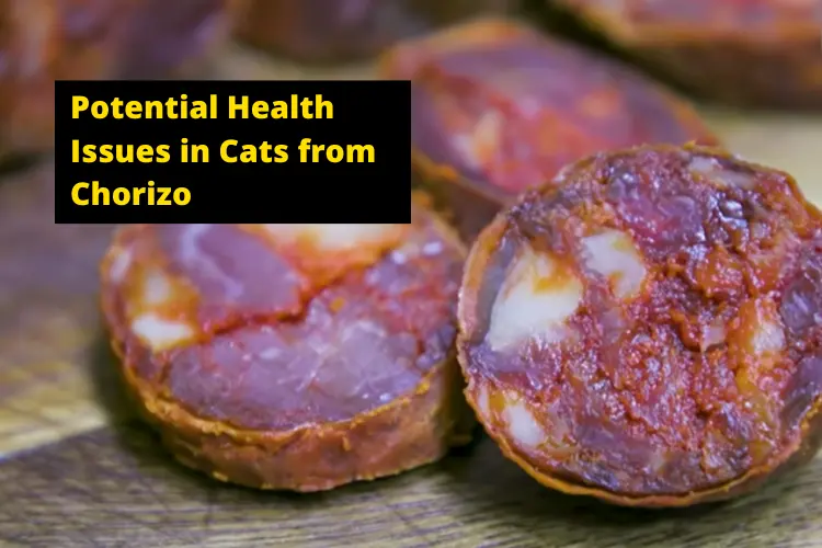 Potential Health Issues in Cats from Chorizo