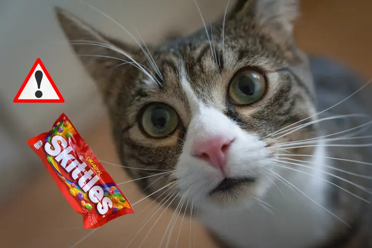 Potential Risks of Feeding Cats Skittles