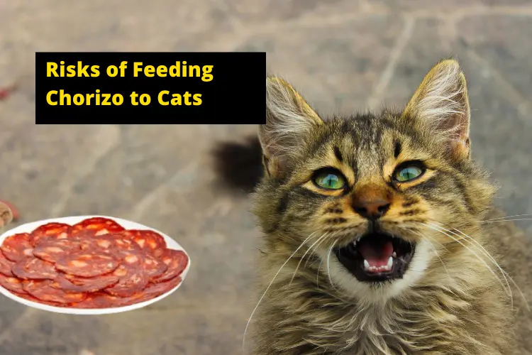 Risks of Feeding Chorizo to Cats