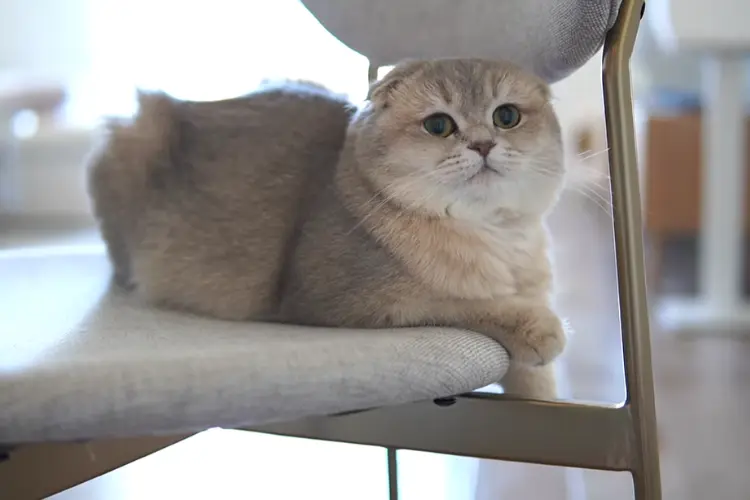 Scottish Fold