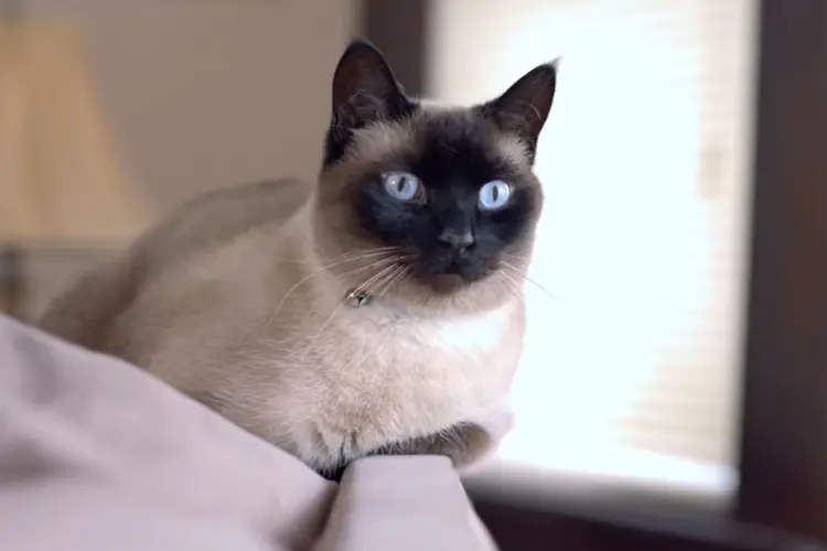 Siamese