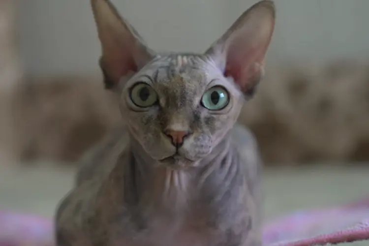 Sphynx