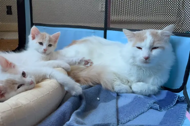 Turkish Van