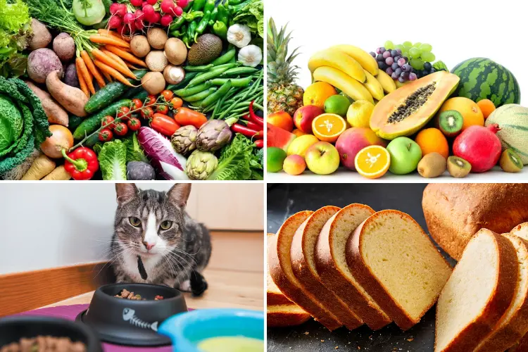 plenty of safe and healthy options for cats